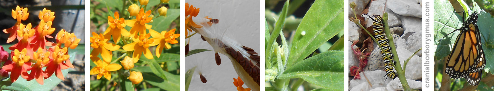 the challenges of growing milkweed for monarch caterpillars in santa barbara