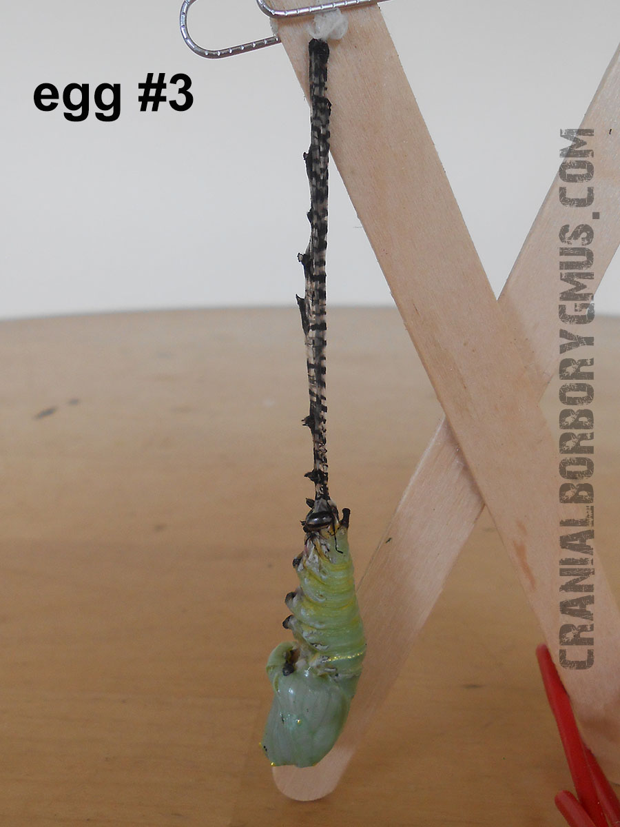 deformed monarch chrysalis hanging by stretched caterpiller skin